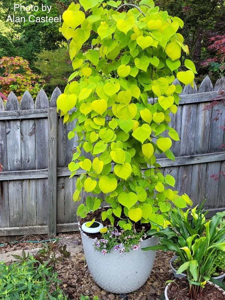 Redbud Golden Falls