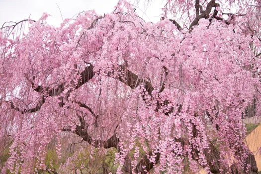 Weeping Cherry Higan