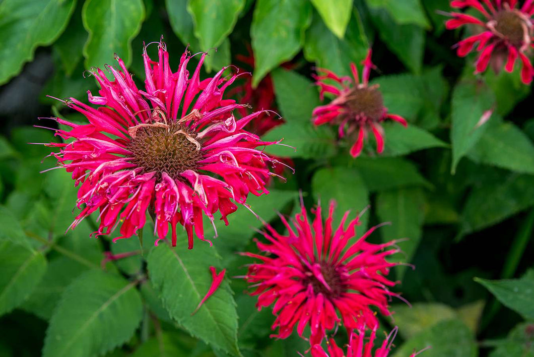 Beebalm