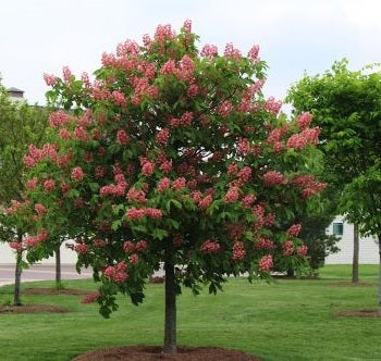 Red Horse Chestnut 1 3/4