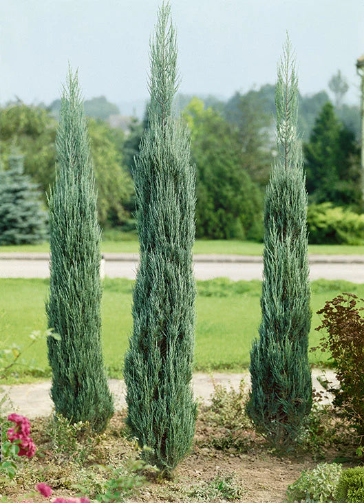 Sky Rocket Juniper