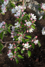 Load image into Gallery viewer, Apple Malus
