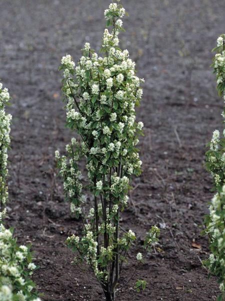 Amelanchier Standing Ovation