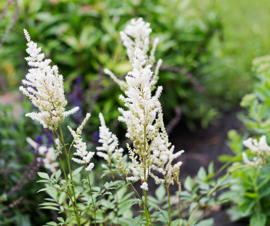 Astilbe
