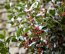 Load image into Gallery viewer, Holly
