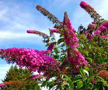 Load image into Gallery viewer, Butterfly Bushes
