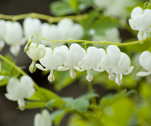 Load image into Gallery viewer, Bleeding Heart
