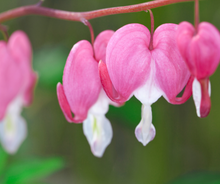 Load image into Gallery viewer, Bleeding Heart
