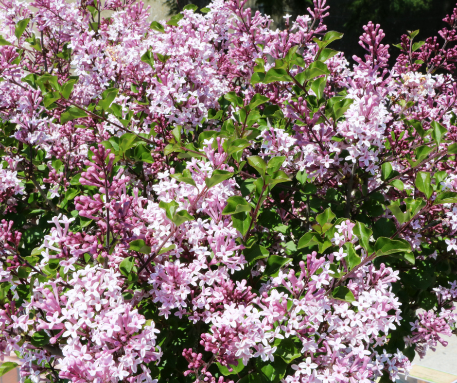 Dwarf Lilac