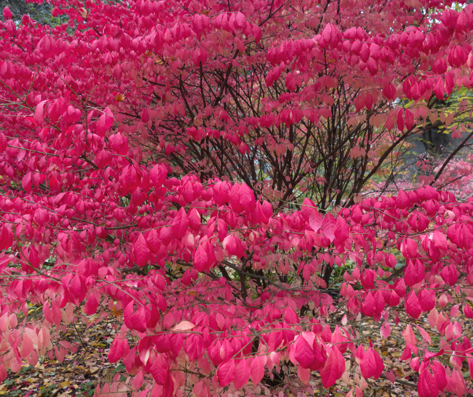 Dwarf Winged Burning Bush