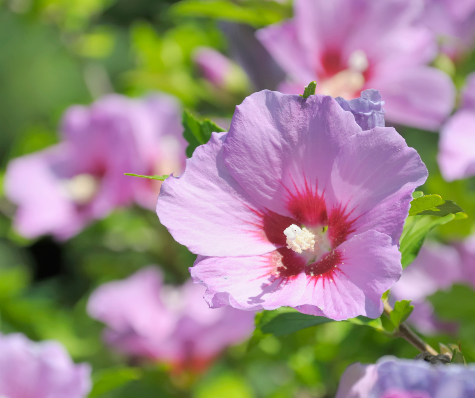 Hibiscus Rose of Sharon