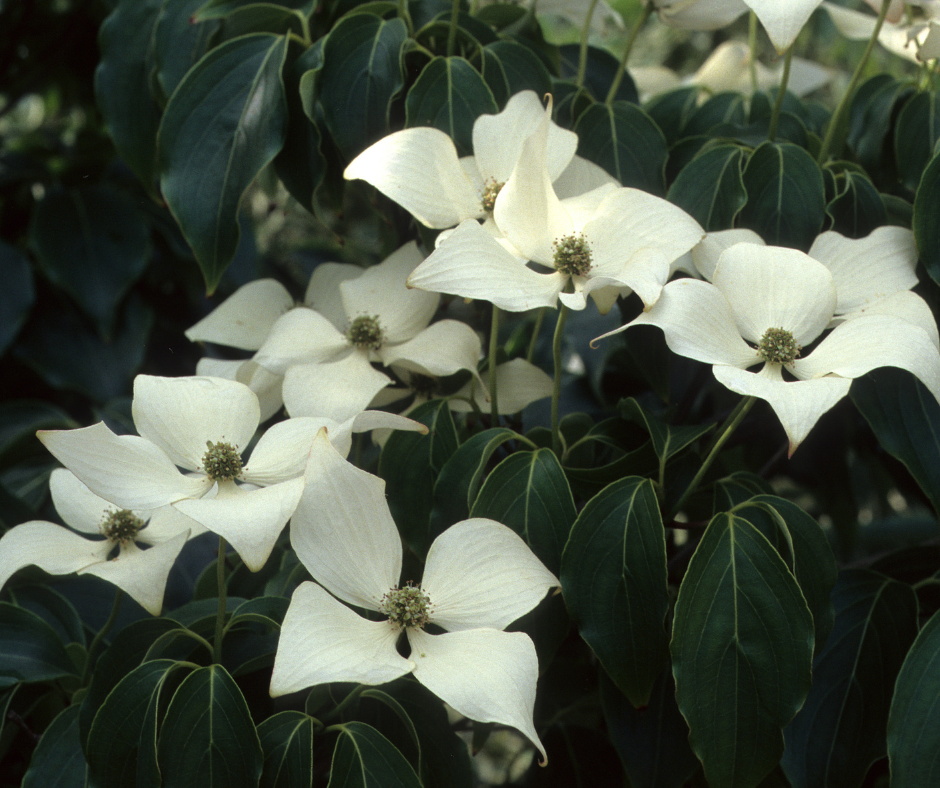 Kousa Dogwood
