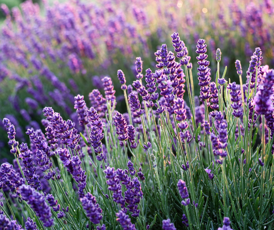 Lavender