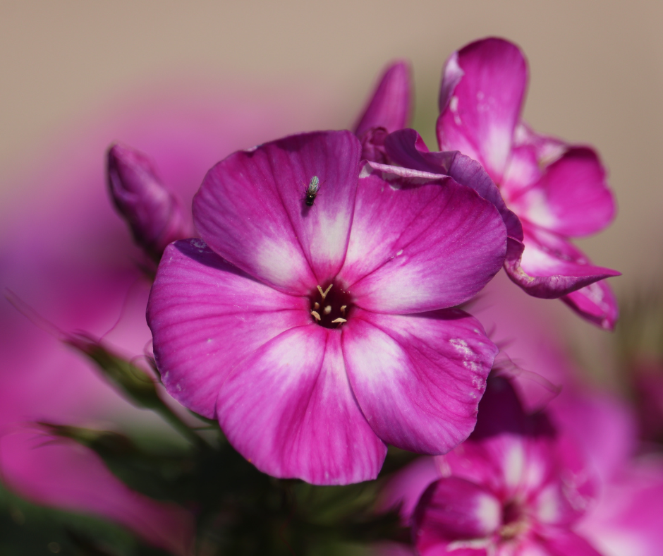 Phlox Grape Lollipop