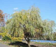 Load image into Gallery viewer, Willow's
