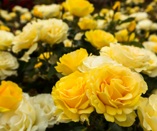 Load image into Gallery viewer, Rose's
