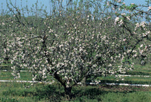 Load image into Gallery viewer, Apple Malus
