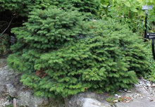 Load image into Gallery viewer, Picea&#39;s/Spruce&#39;s
