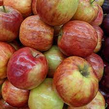 Load image into Gallery viewer, Apple Malus
