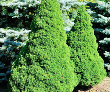 Load image into Gallery viewer, Picea&#39;s/Spruce&#39;s
