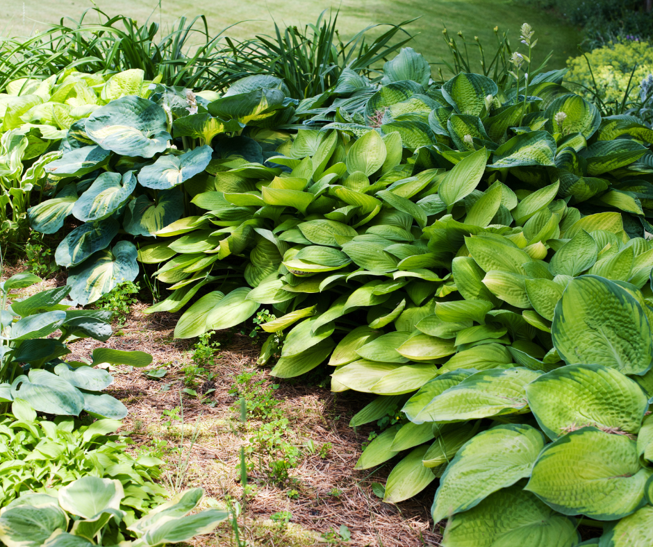 Hostas