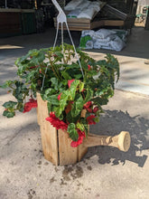 Load image into Gallery viewer, Water Can Flower Pots
