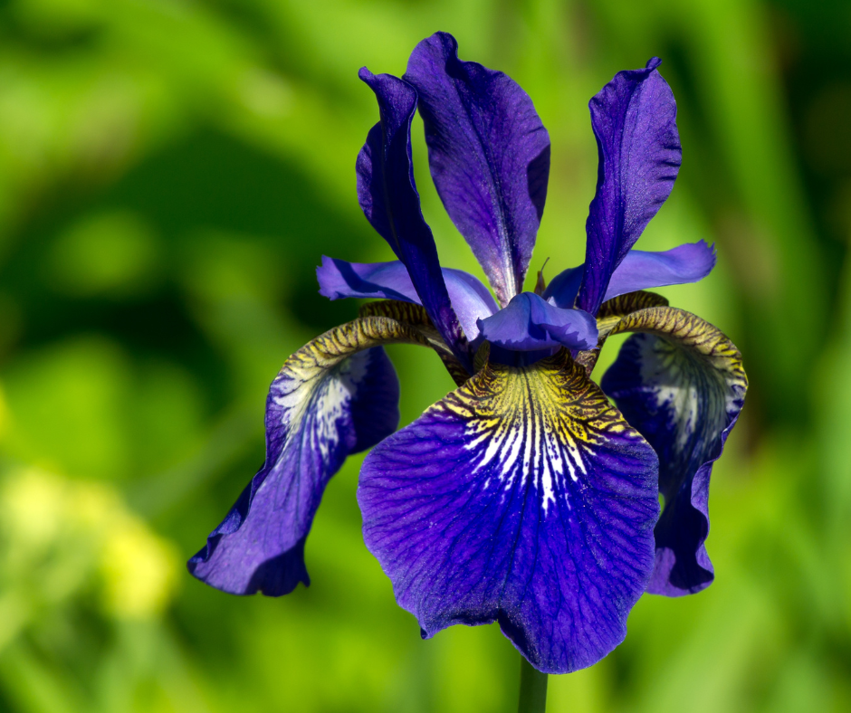 Iris