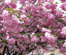 Load image into Gallery viewer, Prunus&#39;s/Cherry
