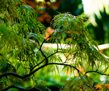 Load image into Gallery viewer, Maples
