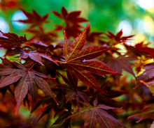 Load image into Gallery viewer, Maples
