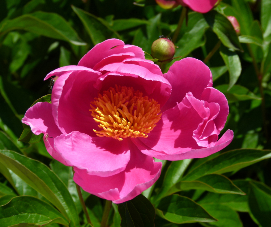 Peony