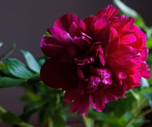 Load image into Gallery viewer, Peony
