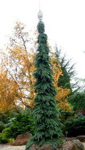 Load image into Gallery viewer, Picea&#39;s/Spruce&#39;s
