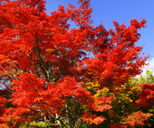 Load image into Gallery viewer, Maples
