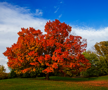 Load image into Gallery viewer, Maples
