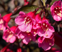 Load image into Gallery viewer, Weigela Wine&amp;Roses
