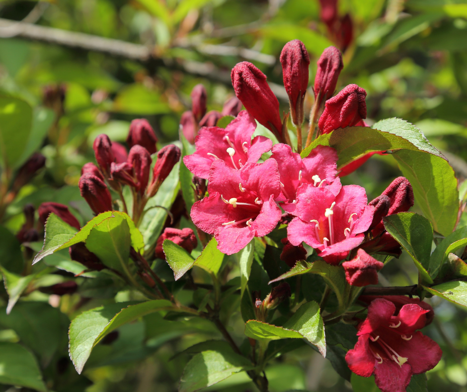 Weigela