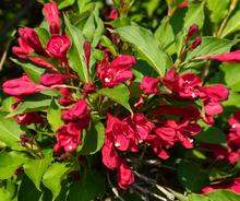 Load image into Gallery viewer, Weigela Wine&amp;Roses
